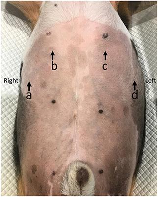 The Feasibility of Ultrasonographic Diaphragmatic Excursion in Healthy Dogs: Effect of Positioning, Diaphragmatic Location, and Body Weight of Dogs